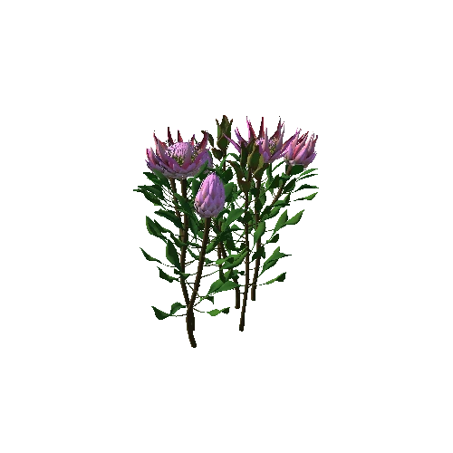 Flower Protea King1
